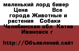 маленький лорд бивер › Цена ­ 10 000 - Все города Животные и растения » Собаки   . Челябинская обл.,Катав-Ивановск г.